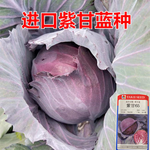 紫甘蓝种子高产抗病口感好