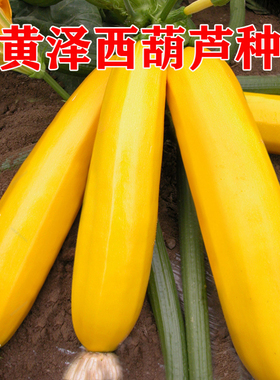 香蕉西葫芦种子 黄泽黄色西葫芦种子香蕉瓜种子口感好吃