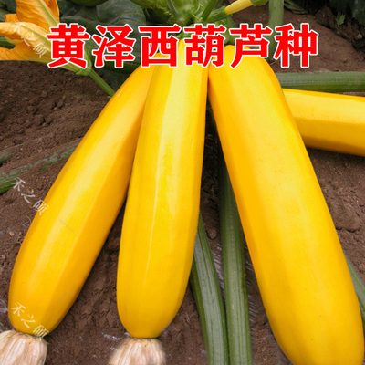 黄西葫芦抗病好产量高