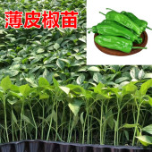 线椒苗 薄皮椒苗 尖椒苗 辣椒苗 杭椒苗 螺丝椒苗