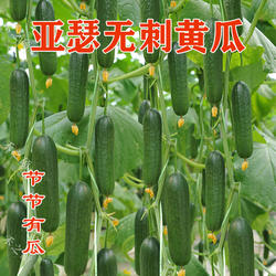 无刺水果黄瓜种 亚瑟小黄瓜种子脆甜可口青瓜乳瓜子种籽