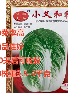小义和秋白菜种籽绿色山东白菜种子结球新鲜秋冬季耐储存包邮