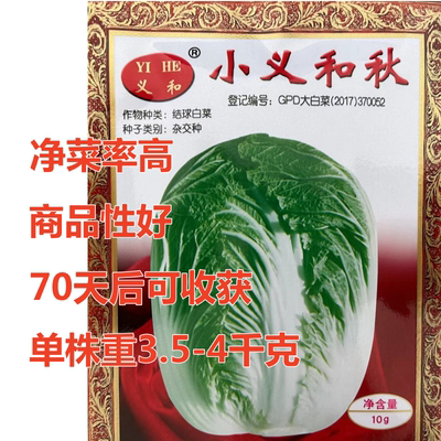 白菜小义和秋白菜高产抗病
