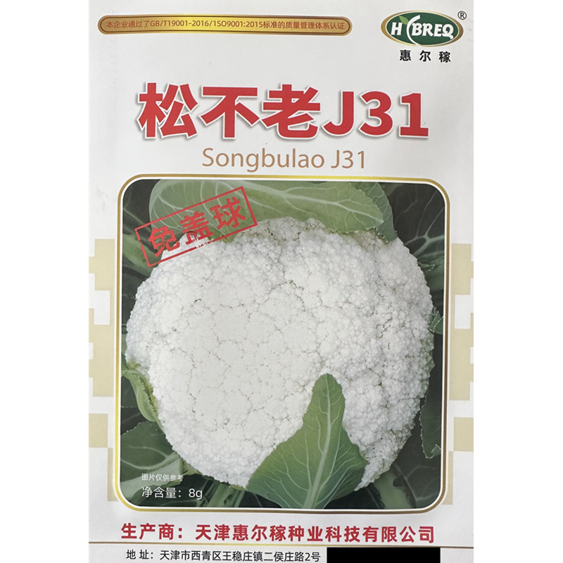 松不老J31免盖球松花菜种子