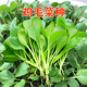 鸡毛菜种子速生小白菜生长快叶嫩清脆爽口小油菜四季 可种蔬菜种籽