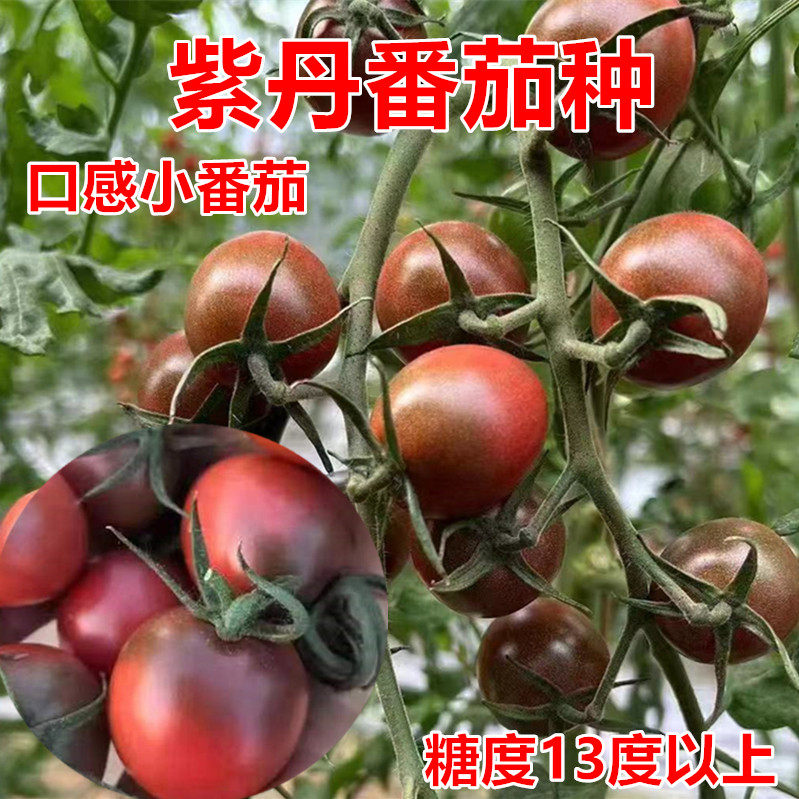紫色番茄种子口感好甜度很高