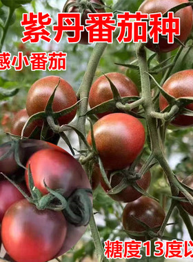 紫番茄种子紫色小番茄种紫黑色圣女果采摘园种植基地专用 紫丹