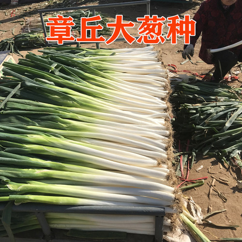 章丘大葱种子抗倒伏甜辣可生吃