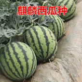 早佳麒麟王西瓜种子特大高产墨绿巨型耐裂极甜耐储运大全皮薄