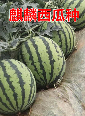 早佳麒麟王西瓜种子特大高产墨绿巨型耐裂极甜耐储运大全皮薄