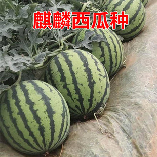 早佳麒麟王西瓜种子特大高产墨绿巨型耐裂极甜耐储运大全皮薄