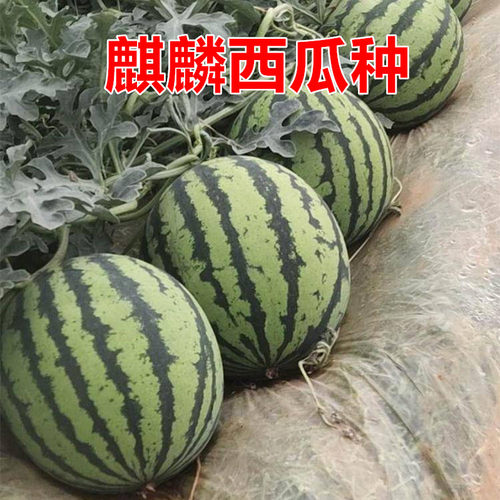 麒麟王西瓜种高产抗病极甜