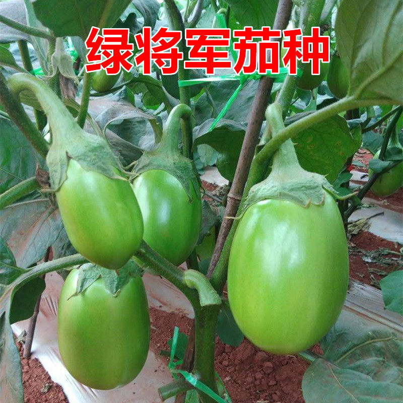 绿罐茄子 牛心茄绿茄 绿色灯泡茄油亮 绿牛蛋茄子 包邮绿将军