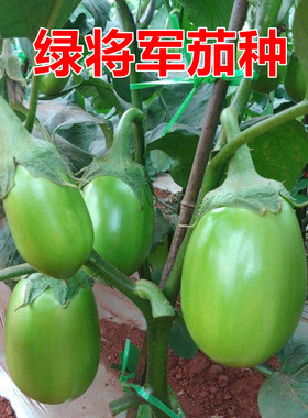 绿罐茄子 牛心茄绿茄 绿色灯泡茄油亮 绿牛蛋茄子 包邮绿将军