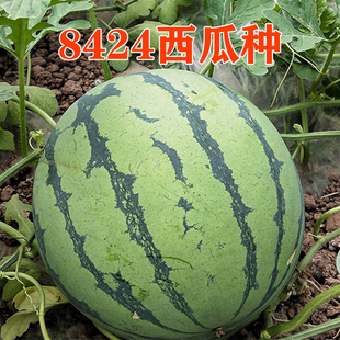 8424西瓜种子甜王红玉美都2K彩虹黑皮红瓤 黑皮黄瓤西瓜种西瓜苗