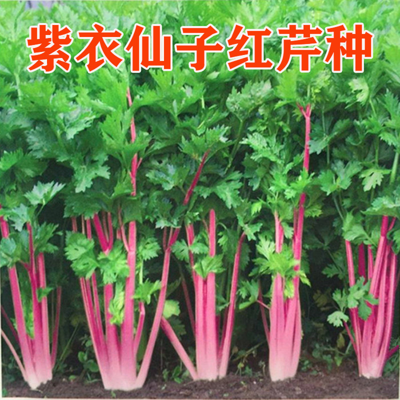 红芹种子紫色芹菜速生耐热含铁量高特色红杆芹菜四季特色蔬菜种籽