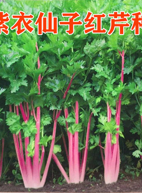 红芹种子紫色芹菜速生耐热含铁量高特色红杆芹菜四季特色蔬菜种籽