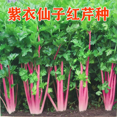 红芹种子四季速生耐热含铁量高