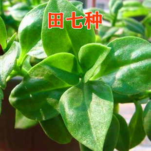 田七种子特色野菜口感脆嫩 中药材三七 阳台庭院四季农家蔬菜种籽