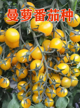 黄色樱桃小番茄种子黄圣女果种子西红柿种子小黄樱桃种籽曼萝