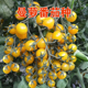 黄色樱桃小番茄种子黄圣女果种子西红柿种子小黄樱桃种籽曼萝