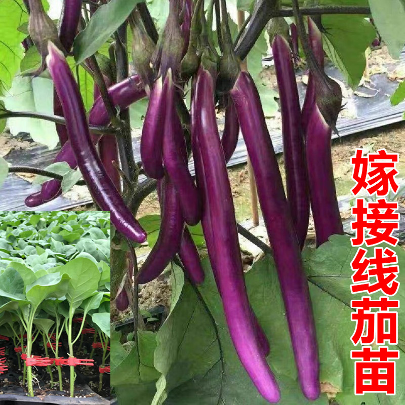 嫁接茄子苗 线茄苗 绿罐茄苗 圆茄苗 牛心茄苗 长茄苗 绿冠茄