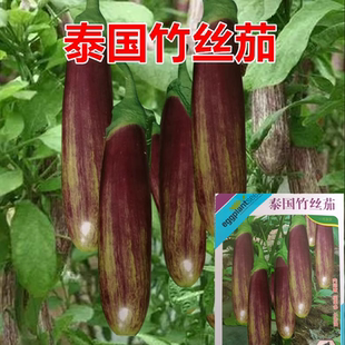 泰国竹丝茄子种四季红绿黄相间花茄种子蔬菜长茄