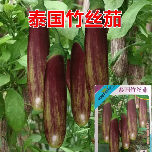 泰国竹丝茄种子耐寒耐热