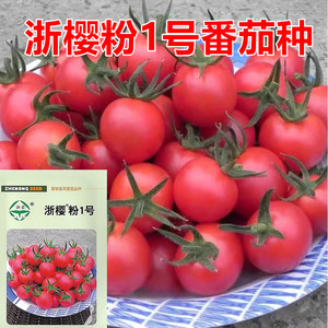 浙樱粉1号小番茄口感好