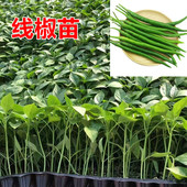 尖椒苗 线椒苗 辣椒苗 螺丝椒苗 杭椒苗 薄皮椒苗