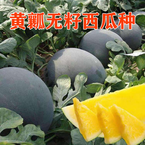 西瓜种子口感好甜度好西瓜