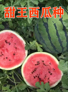 甜王西瓜种子超甜红瓤籽少大果皮薄肉厚爽脆多汁水果种籽
