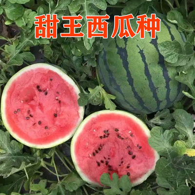甜王西瓜种子超甜红瓤籽少大果皮薄肉厚爽脆多汁水果种籽