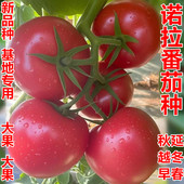 大粉红番茄种子 大果硬度好高产抗病西红柿苗蔬菜种籽诺拉 亮果