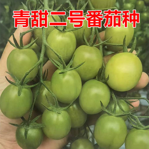 青甜二号小番茄口感好甜度高