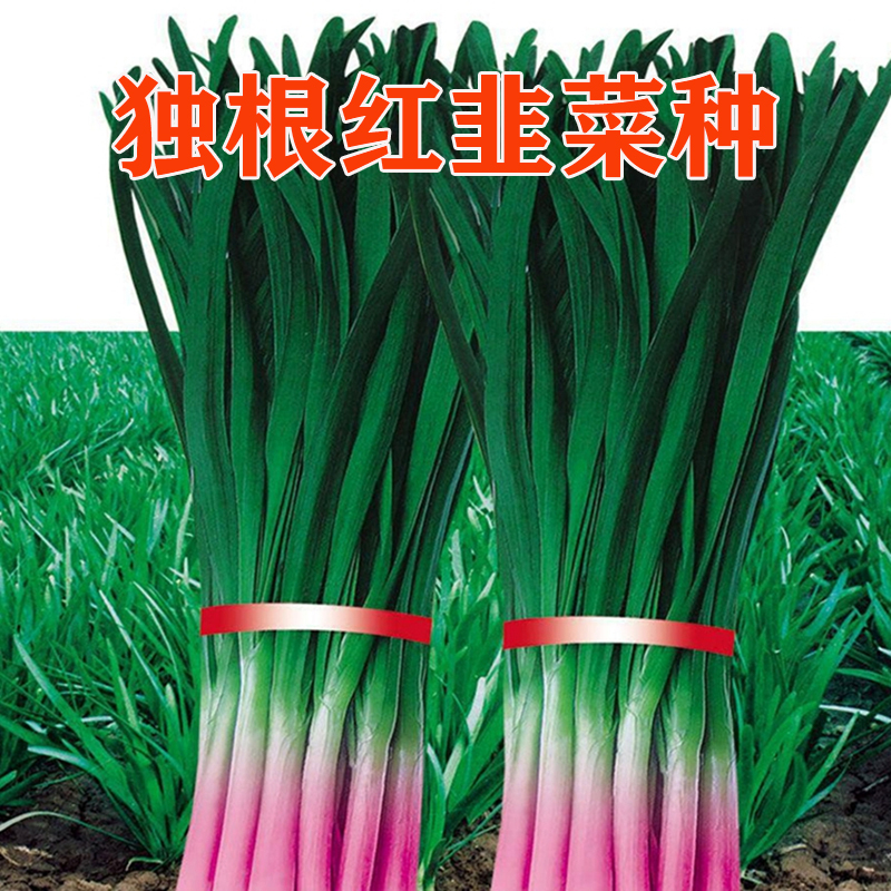 独根红韭菜种子紫红根高产耐寒耐热春秋大面积种植盆栽割茬蔬菜籽