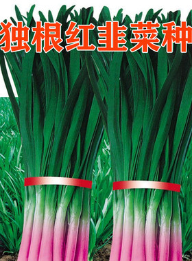 独根红韭菜种子紫红根耐寒耐热春秋大面积种植盆栽割茬蔬菜籽