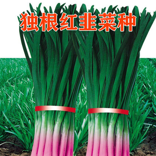 独根红韭菜种子耐寒耐热种