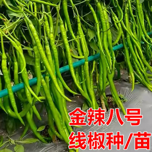 金辣八号辣椒种子高产抗病长果