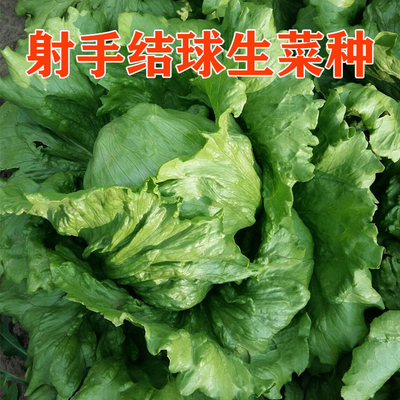 101生菜种子 射手结球生菜种籽 耐热抗病早熟优质高产