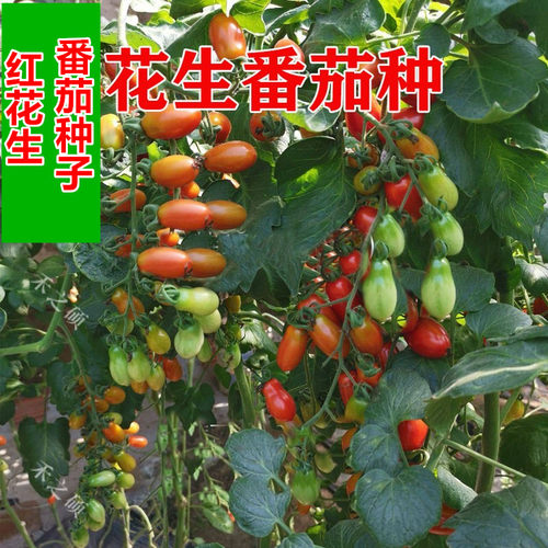 红花生番茄种子口感好