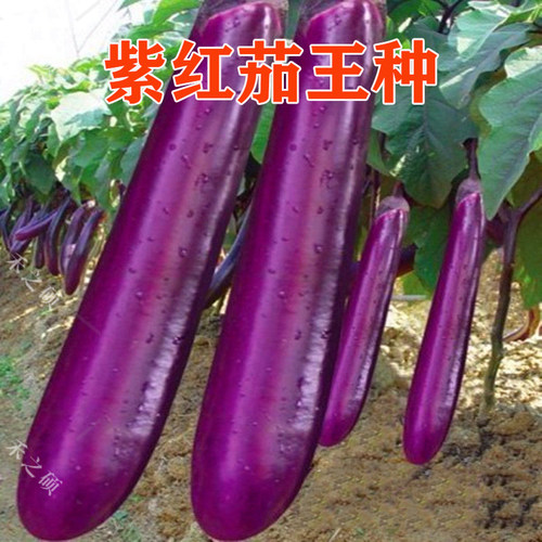 紫红茄王种子 紫红茄王 高产耐热 四季蔬菜种籽  包邮 - 封面