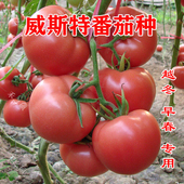 包邮 威斯特番茄种子苗子高产抗病毒 粉红耐寒大果西红柿蔬菜种籽