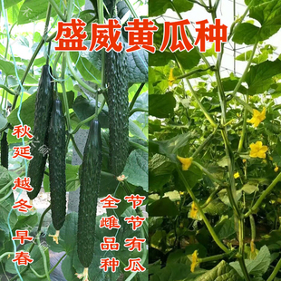 全雌黄瓜种子短把绿肉油亮青瓜种籽节节有瓜抗病高产量耐寒盛威