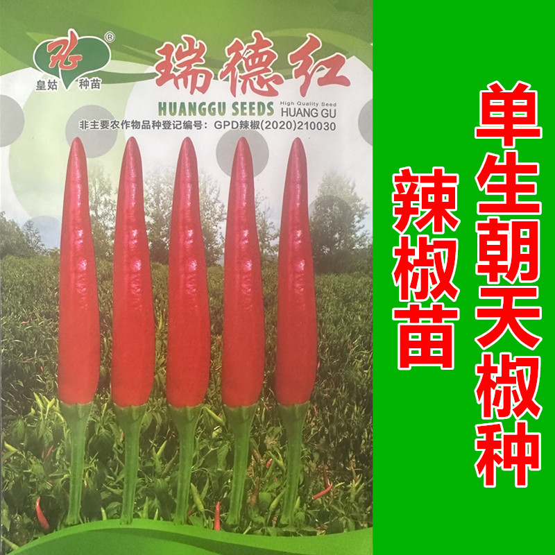 瑞德红单生朝天椒种子坐果多
