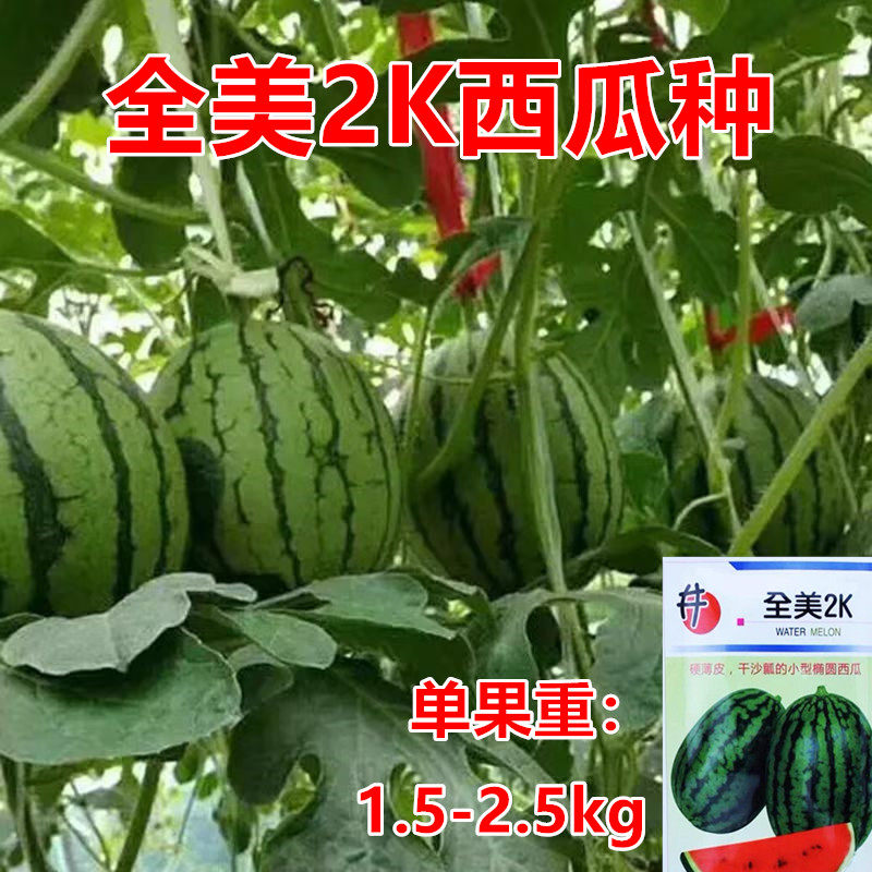 2K西瓜种子超甜抗寒好
