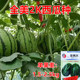 全美2K西瓜种子薄皮耐裂早熟2k礼品西瓜超甜多汁红瓤 包邮