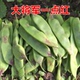 绿洲大将军一点红油豆种子可四季 蔬菜种子抗病高产结荚率高 种植