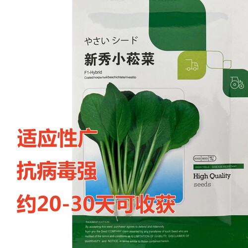 新秀小菘菜种子适应性广抗病毒强
