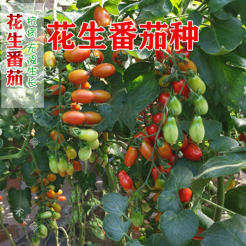 红花生番茄种子口感好产量高